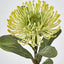 Pincushion Protea Yellow