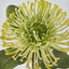 Pincushion Protea Yellow