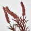 Amaranthus Spray Dark Pink - Pack of 6