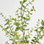 Eucalyptus Spray 65cm Green - Pack of 12