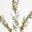 Eucalyptus Spray 65cm Pink - Pack of 12