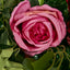 Flower Wall With Pink, Purple, Beige & Red Roses & Peonies and green leaves