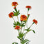 Marigold Spray Orange - Pack of 12