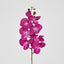Purple Phalaenopsis Orchid 7 Flowers one Bud