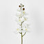 Phalaenopsis Orchid stem with 7 Flowers White