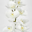 Phalaenopsis Orchid stem with 7 Flowers White