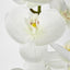 Phalaenopsis Orchid stem with 7 Flowers White