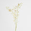 Dendrobium Spray White - Pack of 12