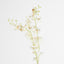 Dendrobium Spray White - Pack of 12