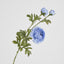 Ranunculus Spray x 3 Blue