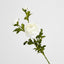 Ranunculus Spray x 3 White - Pack of 12