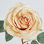 Butter Cream Rose 63cm - Pack of 12