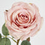Dusty Pink Rose 63cm - Pack of 12