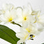 White Frangipani Spray
