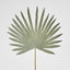 Sun Palm Leaf Green