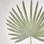 Sun Palm Leaf Green