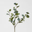 Eucalyptus with Seed 87cm Grey green - Pack of 24