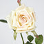 Rose Stem Cream