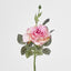 Queen Rose 35cm Pink - Pack of 12
