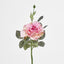 Queen Rose 35cm Pink - Pack of 12