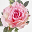 Queen Rose 35cm Pink - Pack of 12