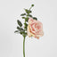 Queen Rose 35cm Blush Pink - Pack of 12