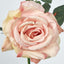 Queen Rose 35cm Blush Pink - Pack of 12
