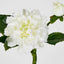 Frilly Dahlia White