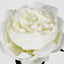 Peony Short Stem White - Pack of 24