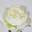 Peony Short Stem White - Pack of 24
