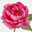 Peony Short Stem Dark Pink - Pack of 24