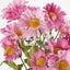 Daisy Bush 32cm Pink