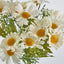 Daisy Bush 32cm White