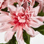 Dahlia Bush x 5 Dark Pink