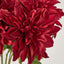 Dahlia Bush x 5 Red