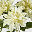 Dahlia Bush x 5 White