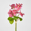 Phalaenopsis Orchid Bouquet Fuchsia - Pack of 24