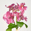 Phalaenopsis Orchid Bouquet Fuchsia - Pack of 24