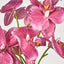 Phalaenopsis Orchid Bouquet Fuchsia - Pack of 24