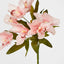 Cymbidium Bush Peach Pink - Pack of 36