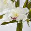 Cymbidium Bush White