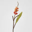 Shell Ginger 70cm Orange 