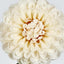 Single Ball Dahlia 74cm Cream