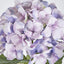 Domed Hydrangea 68cm Light Purple - Pack of 12