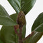 Southern Magnolia Branch - Pack of 12