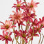 Sea Aster Pink