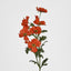 Cosmos Spray 85cm Orange - Pack of 36