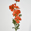 Cosmos Spray 85cm Orange - Pack of 36