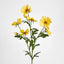 Cosmos Spray 85cm Yellow - Pack of 36