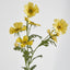 Cosmos Spray 85cm Yellow - Pack of 36